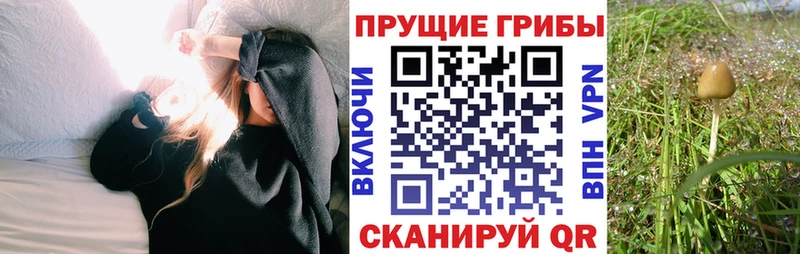 Псилоцибиновые грибы Psilocybe Ступино